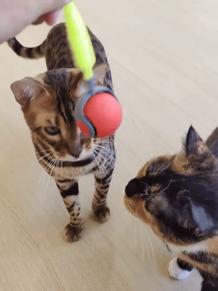Nuova Palla Interattiva per Gatti&Cani
